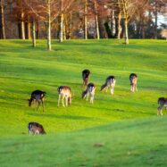 deer_portumna_golf_club_portumna_forest_co_galway_master_custom