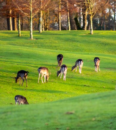 deer_portumna_golf_club_portumna_forest_co_galway_master_custom