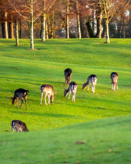 deer_portumna_golf_club_portumna_forest_co_galway_master_custom