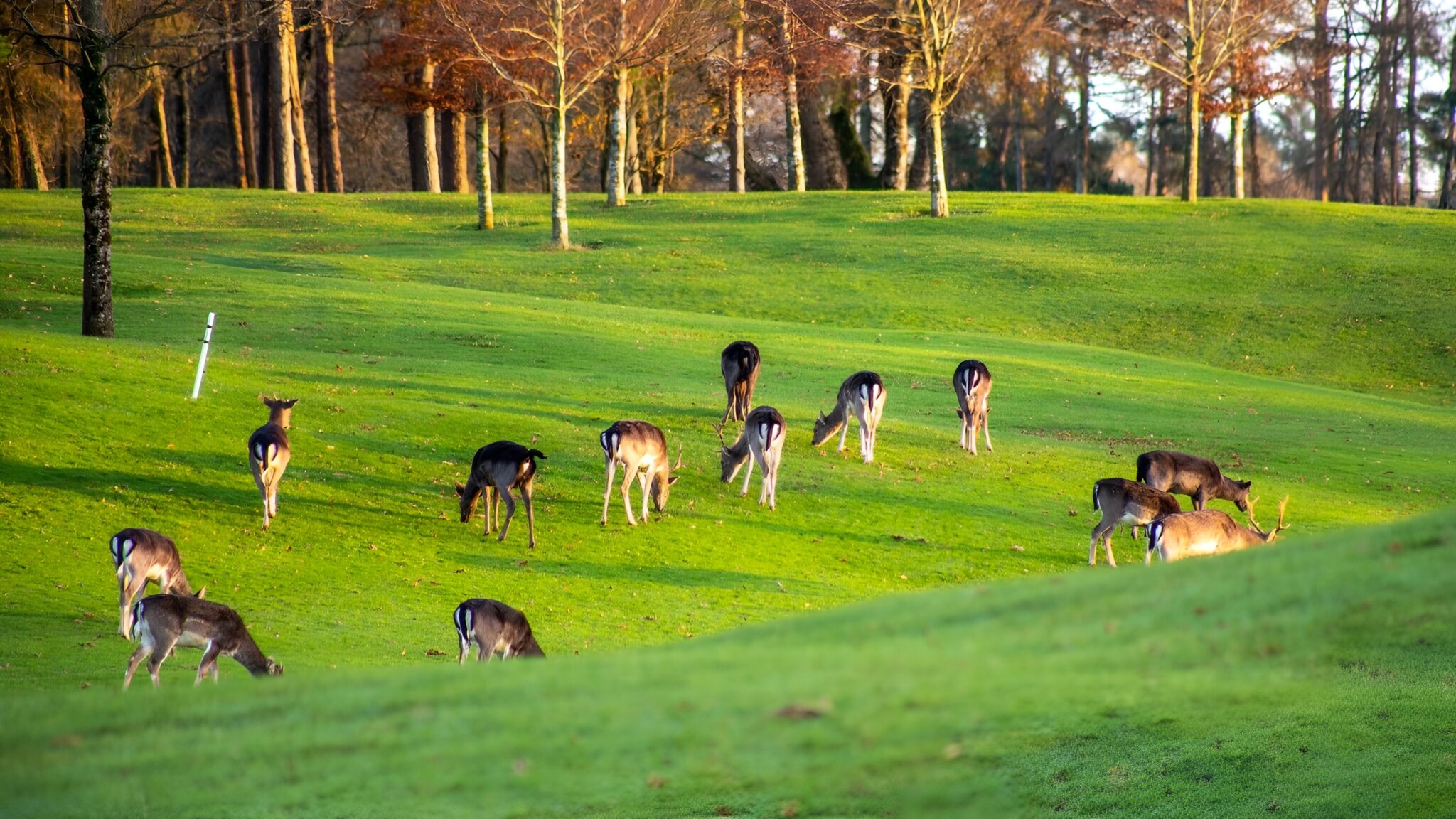 Things to Do in Killarney - The James Hotel